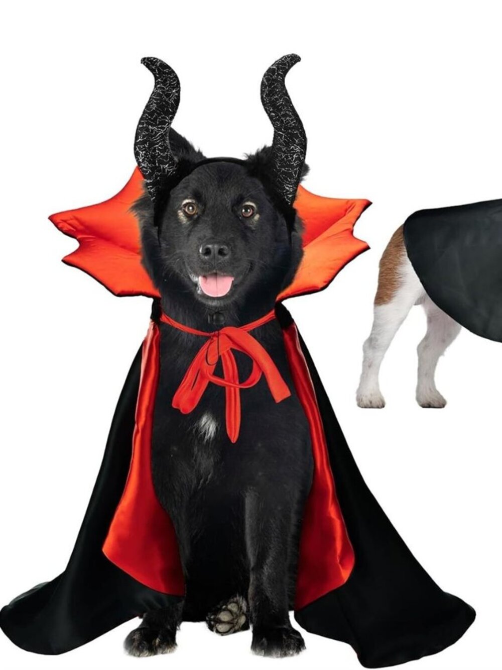 Halloween Dog Costumes: Witch Wizard